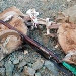 ۷ شکارچی متخلف پس از ۷۲ ساعت تعقیب و گریز در سفیدکوه خرم‌آباد دستگیر شدند