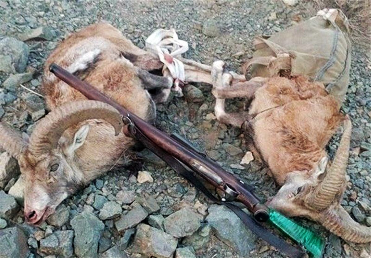 ۷ شکارچی متخلف پس از ۷۲ ساعت تعقیب و گریز در سفیدکوه خرم‌آباد دستگیر شدند